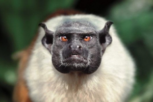 Пегі тамарін (мавпа) Пегі тамарін (мавпа)